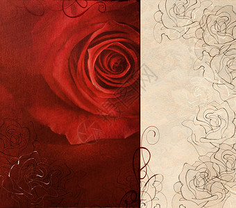 红玫瑰观赏卡背景图片