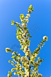 春天开花的树蓝天背景图片