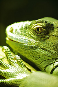 绿蜥蜴背景图片