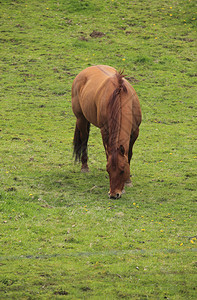 一匹马在他的私人田野里图片