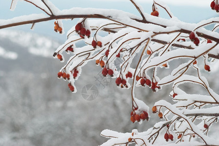 冬天森林里冰雪覆盖的红臀图片