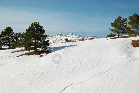 雪山上的绿色冷杉树图片