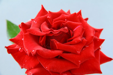 美丽的玫瑰有水滴爱图片