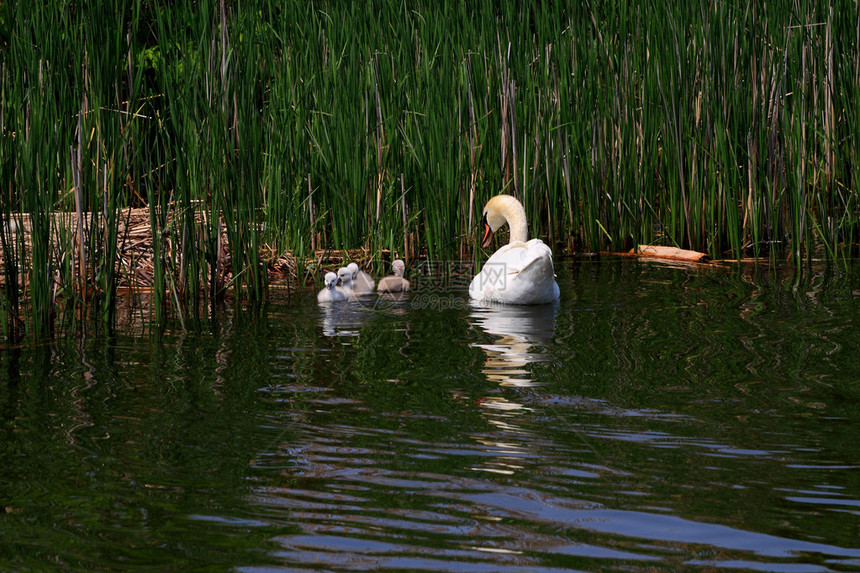 一位老天鹅父母与四只小天鹅在湖中游泳的户外照片图片适图片