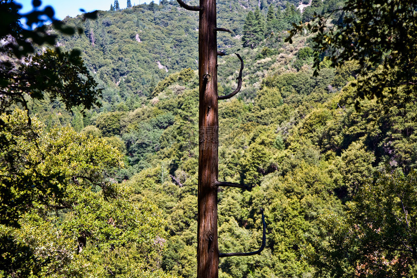 著名的大红杉树矗立在红杉公园图片