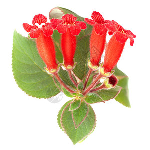 白色的红花Kohleria图片