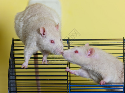 笼中两只白鼠的肖像背景图片