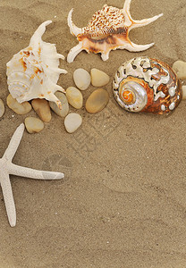 沙子上的贝壳和石头图片