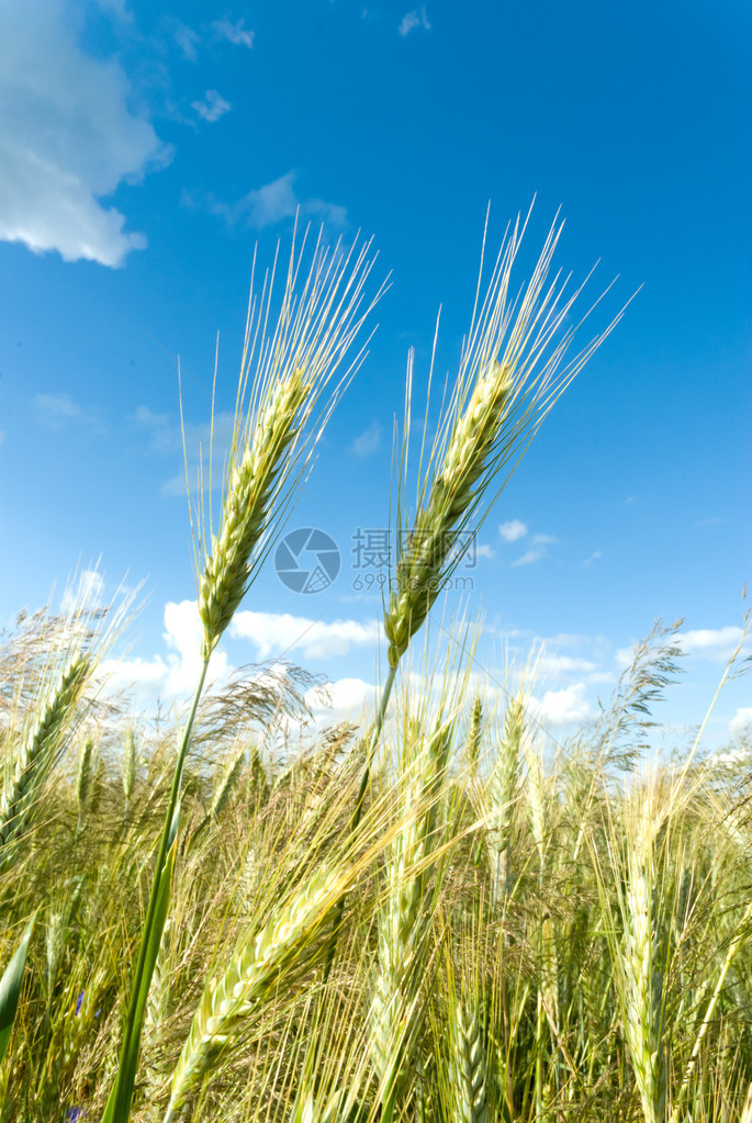 绿色春粮黄麦穗在田间的特写图片