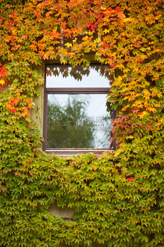 葡萄藤和常春藤覆盖着窗子满面彩图片