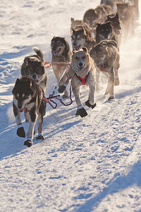 热心的雪橇狗队为赢得雪橇赛图片