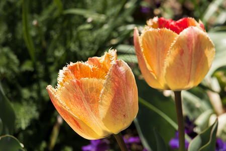 丹佛植物园的郁金香图片