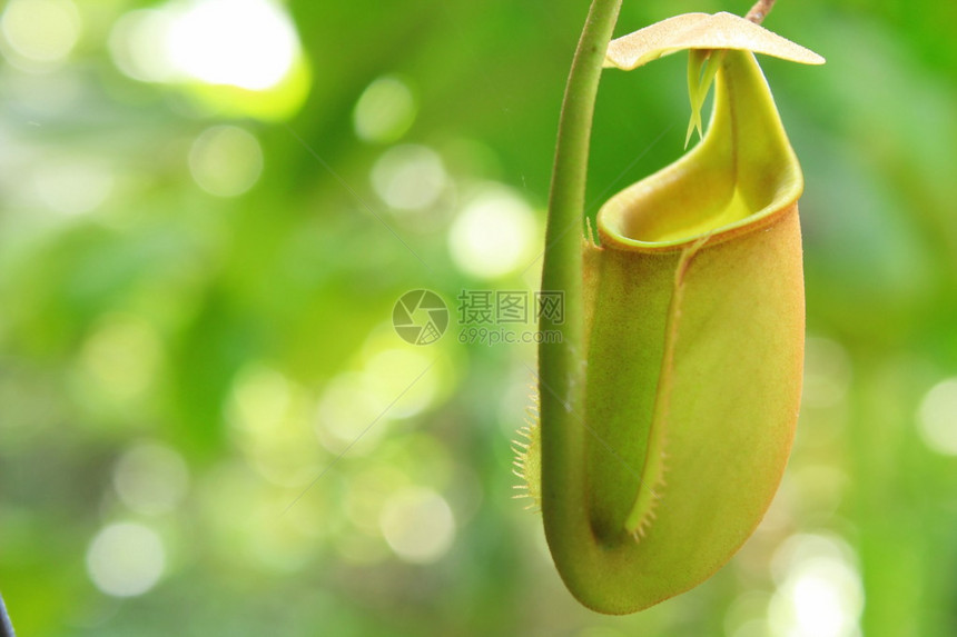 热带食虫植物Nepent图片