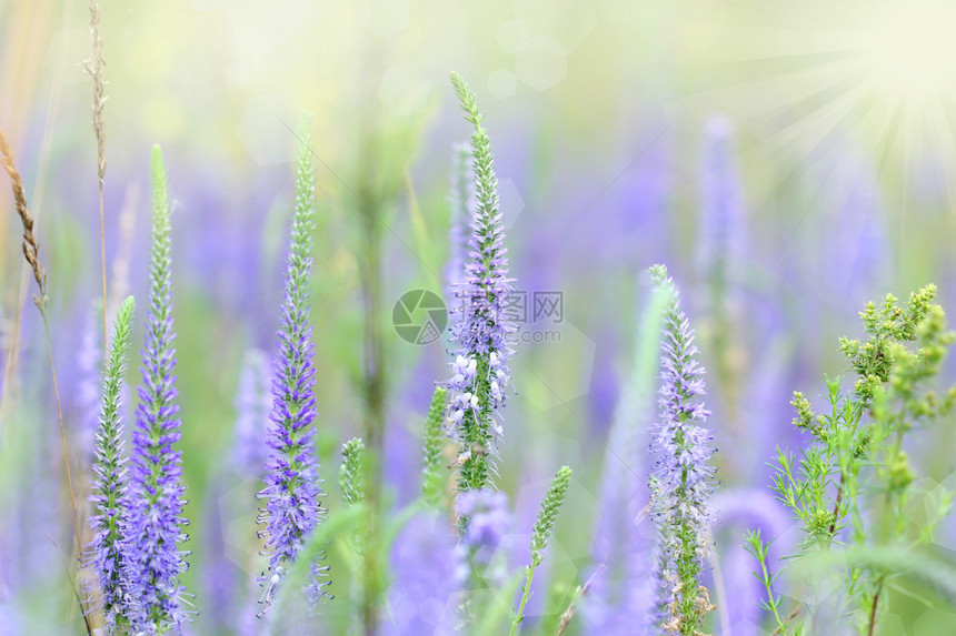 美丽的鲜花边图片