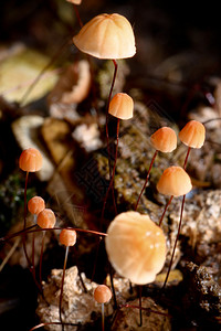 长期雨后苔苗图片