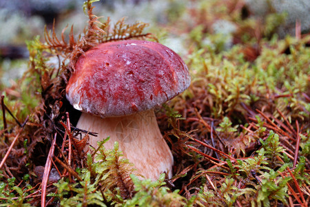Cepe蘑菇在苔藓的森林里图片