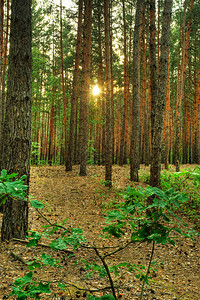 东欧的森林一个隐形图片