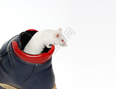 白老鼠试图摆脱靴子图片