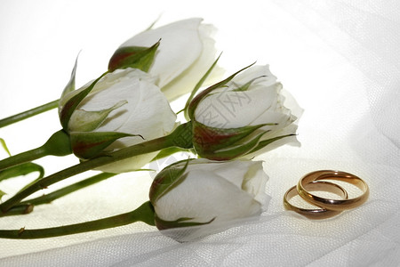 结婚戒指和白玫瑰图片