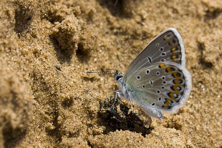 热沙上的蝴蝶图片