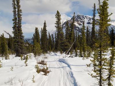 加拿大育空地区的北方森林泰加的冬季图片