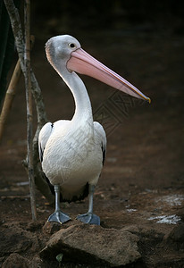 Pelican显示袋装嘴图片