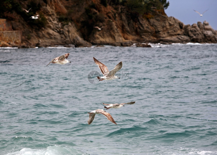 海鸥飞过海面的形象图片