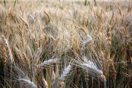 准备收获的小麦作物的背景图片