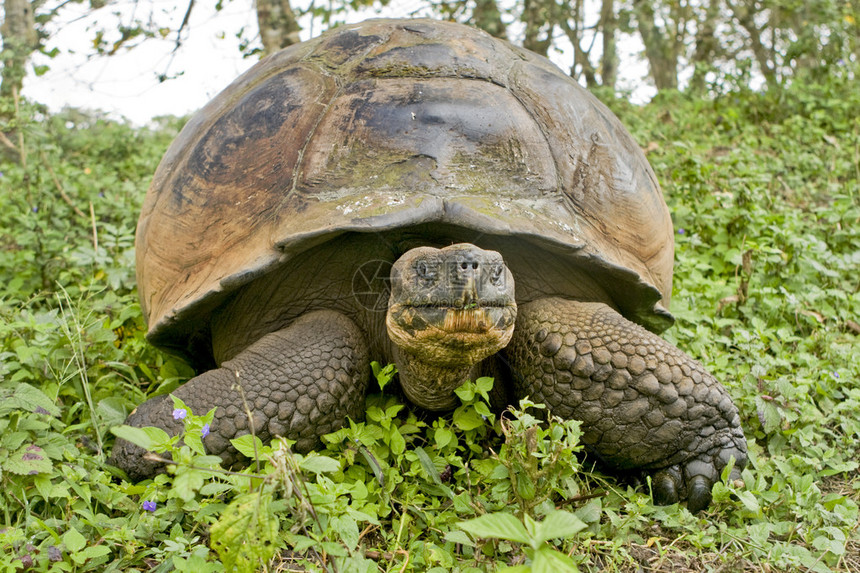 在加拉帕戈斯群岛厄瓜多尔和南美洲发现的巨型乌龟Geoche图片