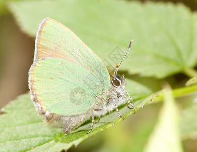 绿叶上的小绿铜蝴蝶图片
