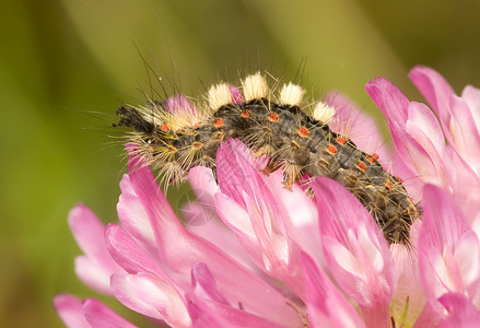 粉红色花朵上的单只毛虫背景图片