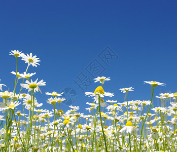 在蓝天背景的白色雏菊图片