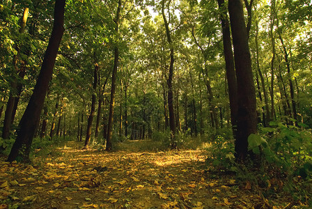 具有秋天外观和绿树的森林景观图片