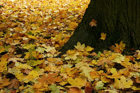 树叶在树干附近重合图片