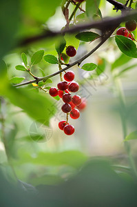树枝上的红鸟樱桃图片