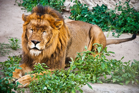 躺在草地上的狮子图片
