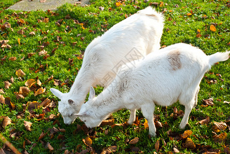 两只白山羊吃草图片