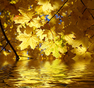 美丽的黄色秋天树叶图片