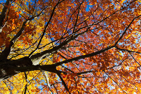 秋天森林里树枝上鲜艳的树叶图片