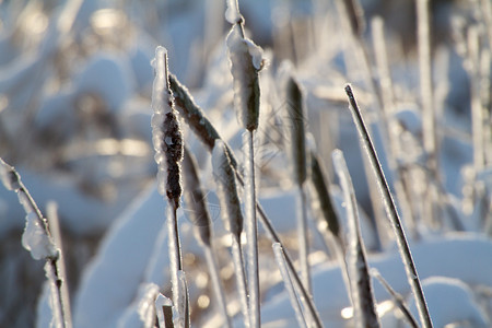 下雪背景下的积图片