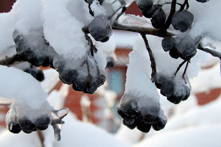 冰雪下的黑色苦莓背景图片