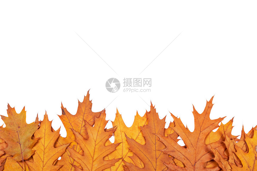 由叶制成的多色秋季边框在白图片