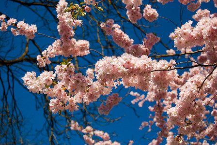 春天的一棵盛开的树图片