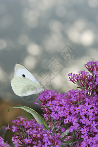 百合花上的硫磺蝴蝶图片