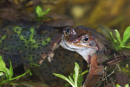 常见的青蛙和青蛙产卵图片