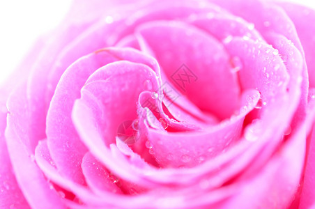 湿粉红玫瑰细节图片