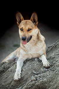 警觉的狗躺在沙堆上背景图片