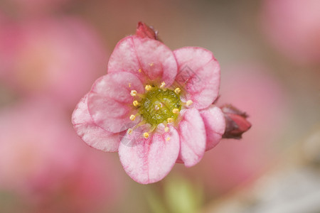 粉红色背景上的粉红色小花背景图片