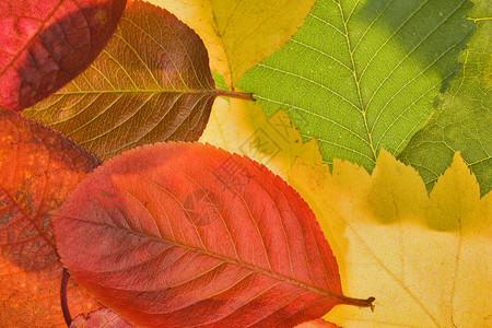 不同的红色和金色叶子的背景图片