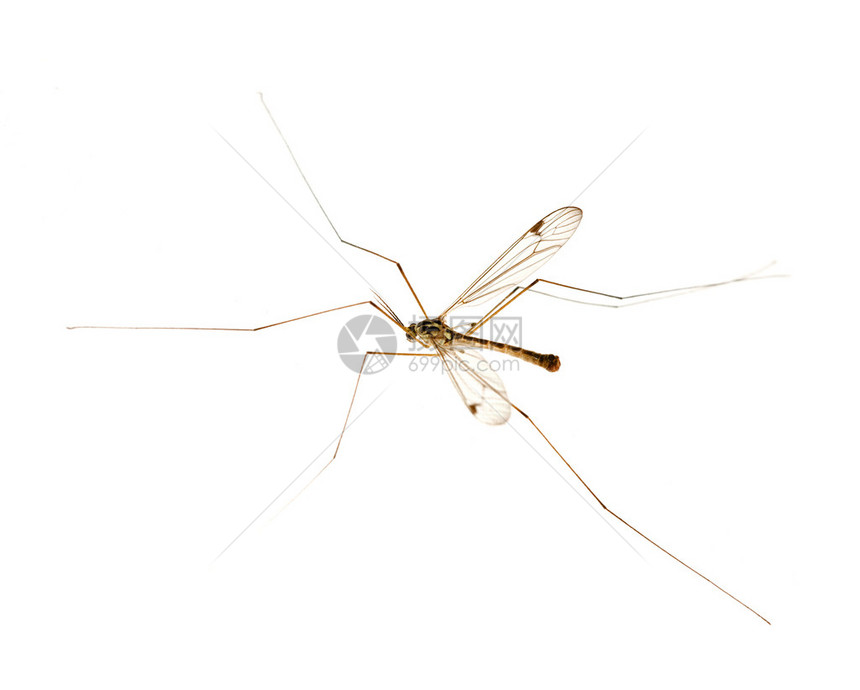 长腿的蚊子白底隔离图片
